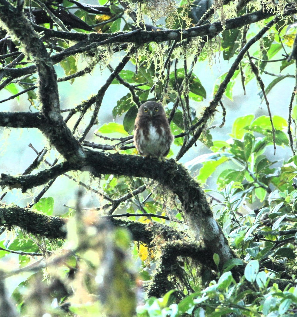 Ekvador Serçe Baykuşu - ML617611010