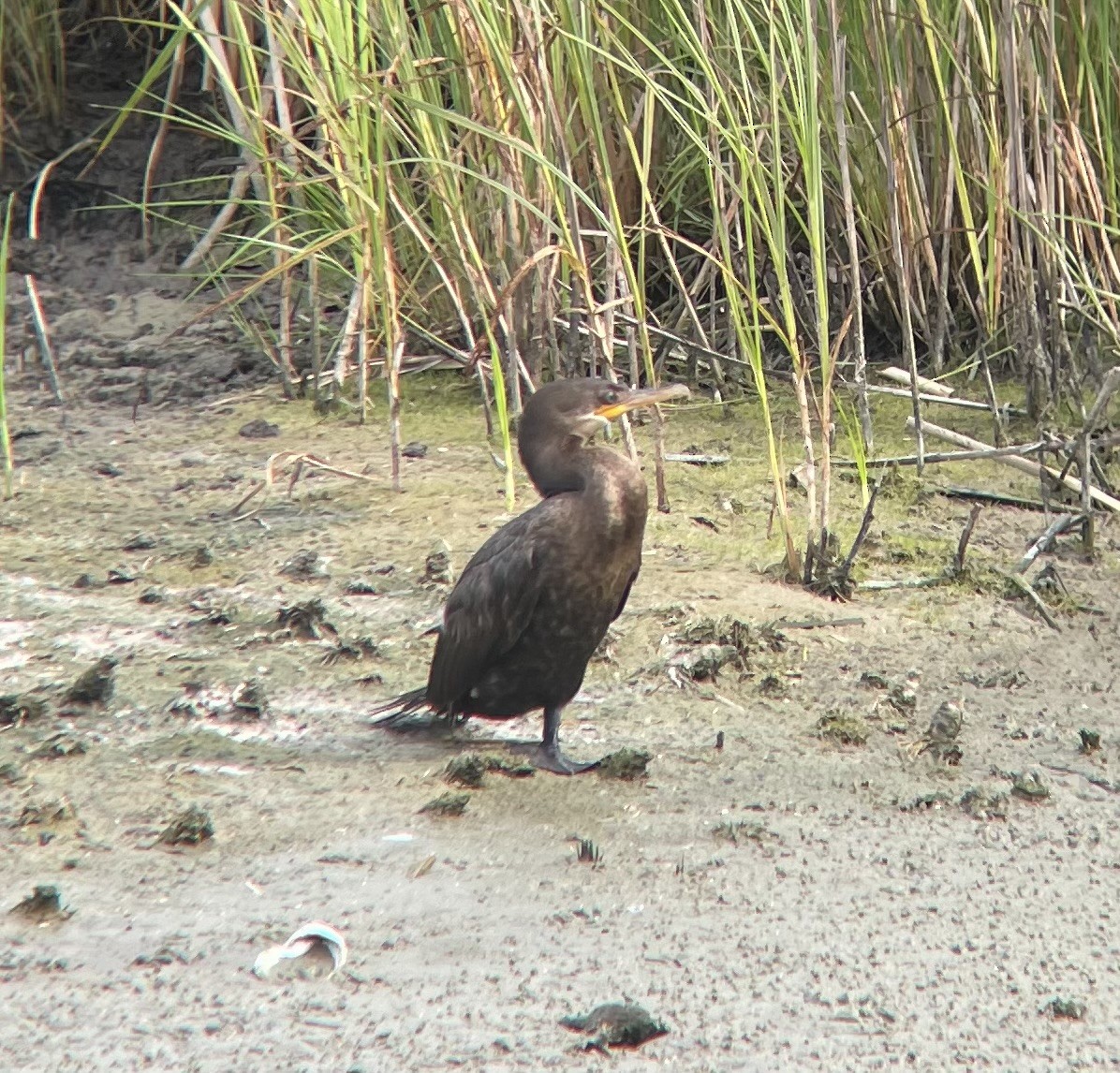 Neotropic Cormorant - Lindsey Walters