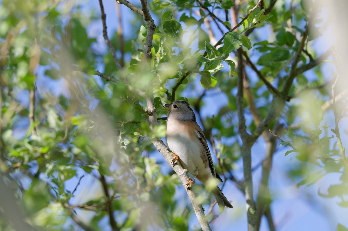 Brambling - Bruno LEVASSEUR