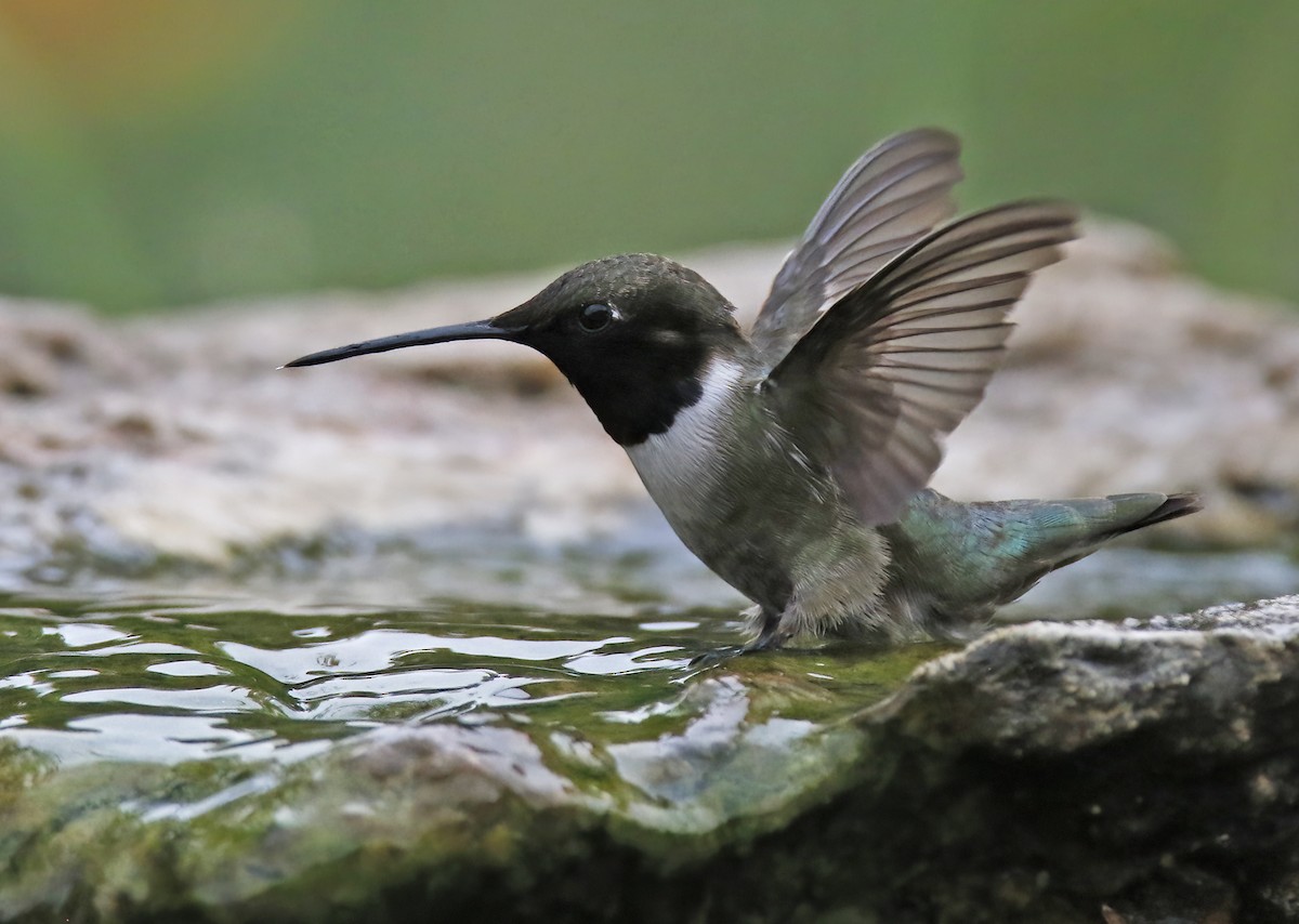 Black-chinned Hummingbird - ML617611040