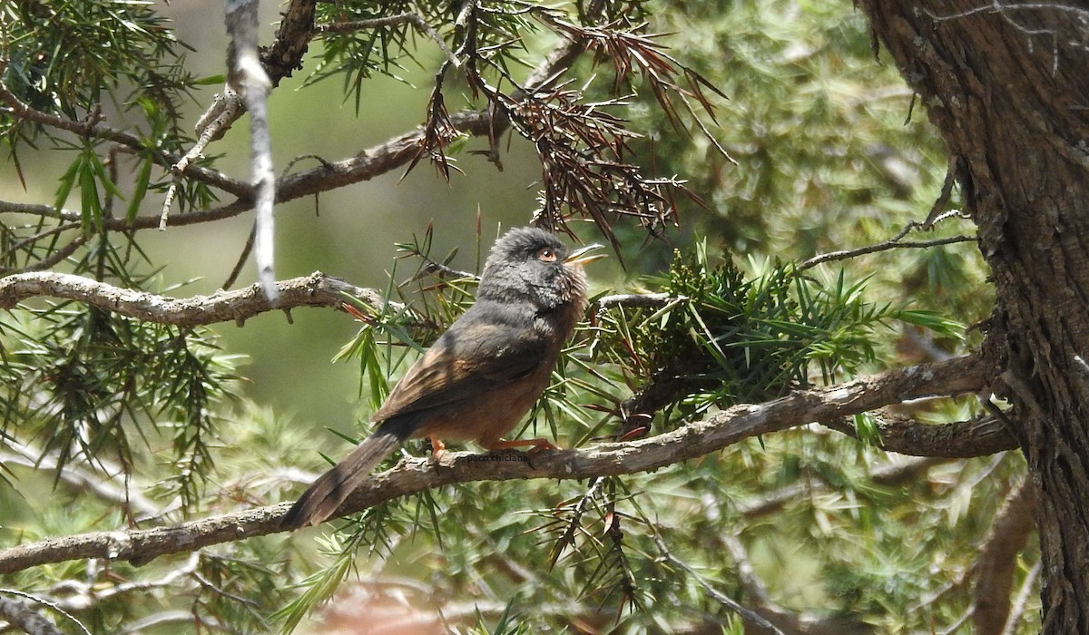 Tristram's Warbler - Paco Chiclana