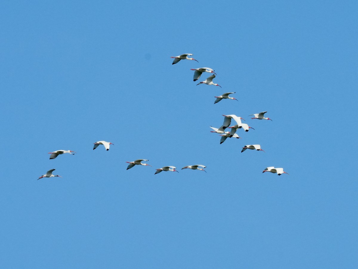 White Ibis - ML617611063