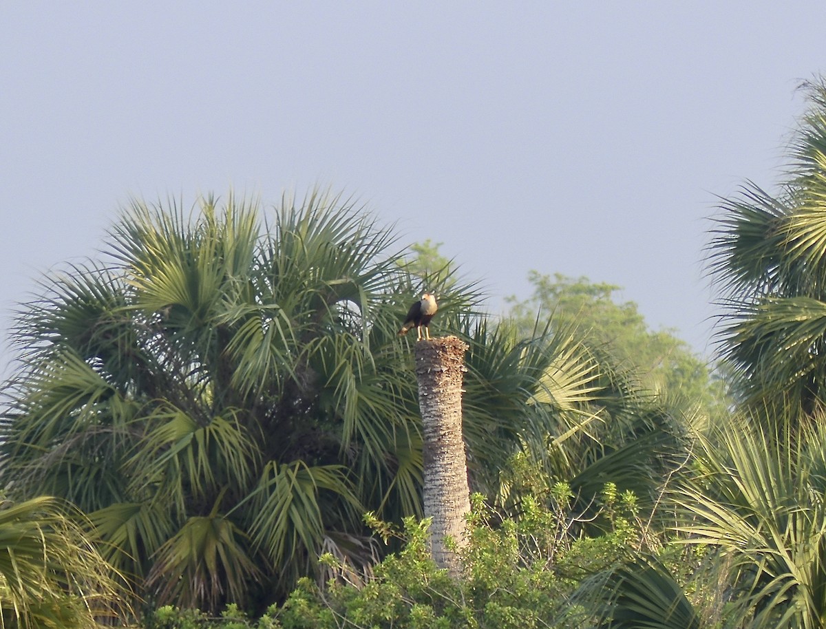 Caracara huppé - ML617611105