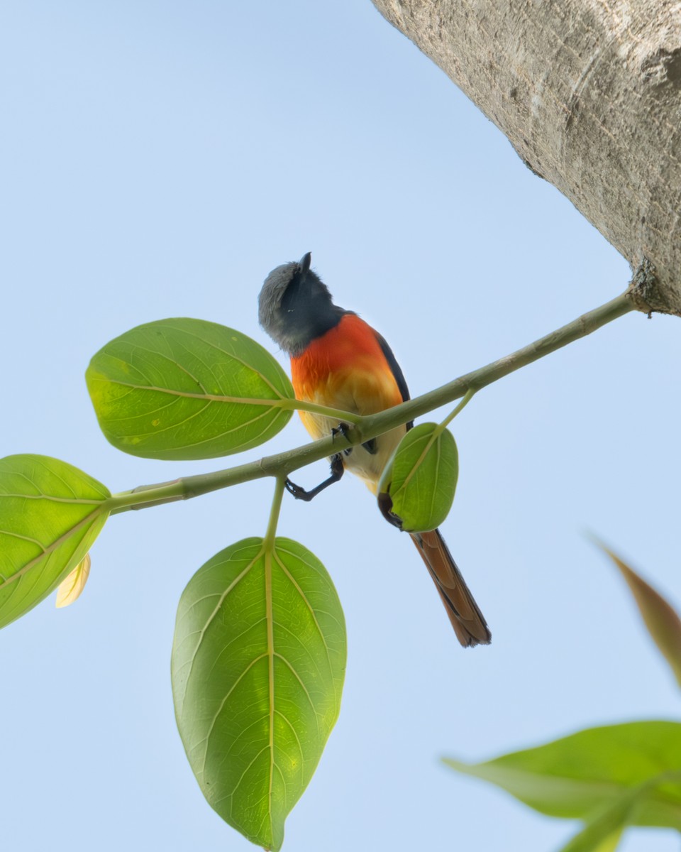 Small Minivet - ML617611114