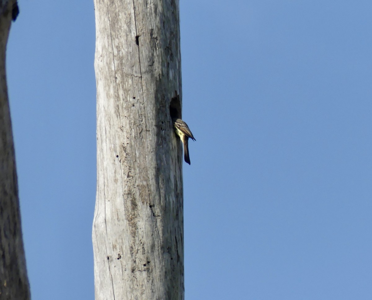 Great Crested Flycatcher - ML617611116