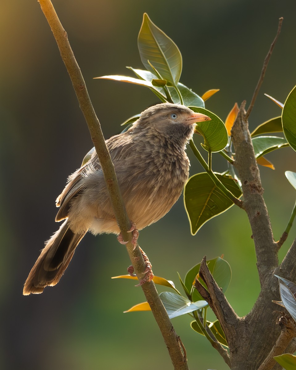 Yellow-billed Babbler - ML617611121