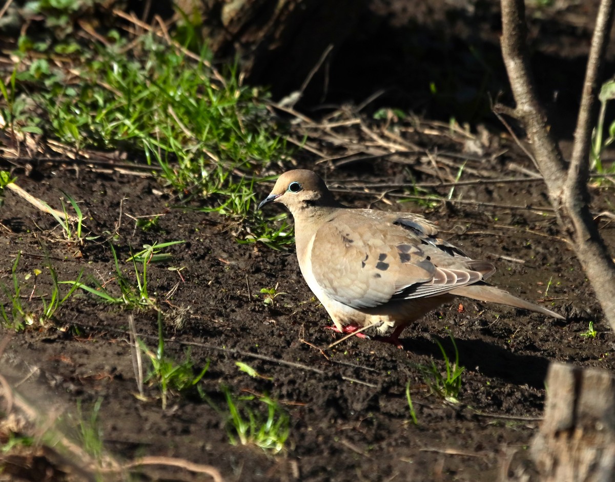 Mourning Dove - Bob Andrini