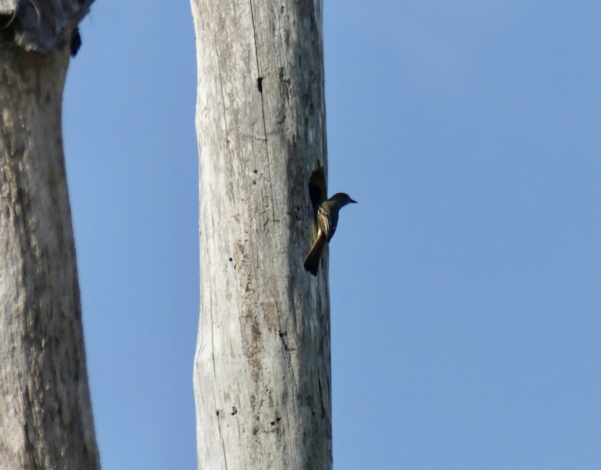 Great Crested Flycatcher - ML617611124