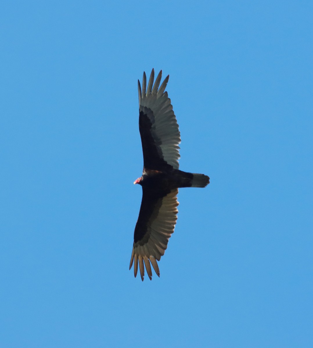 Turkey Vulture - ML617611135