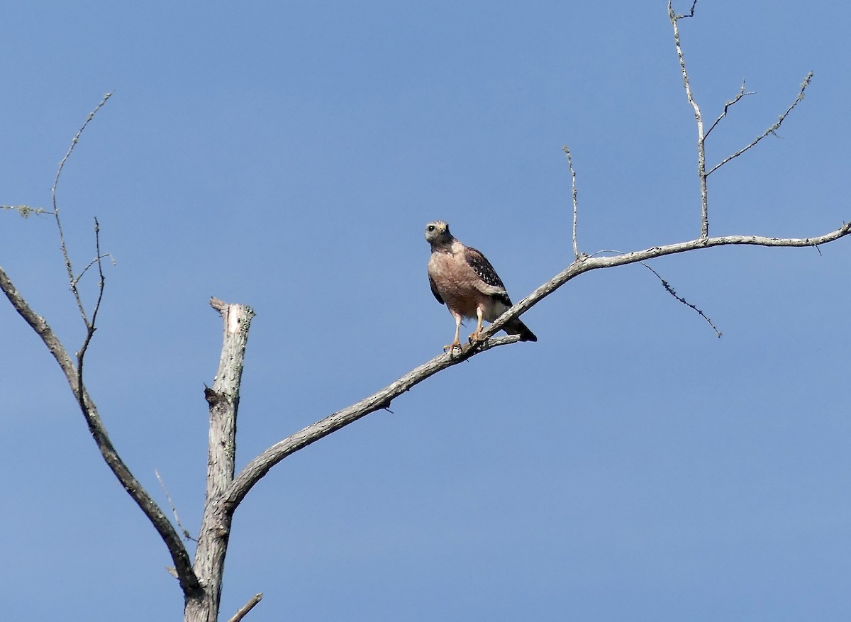 Red-shouldered Hawk - ML617611136