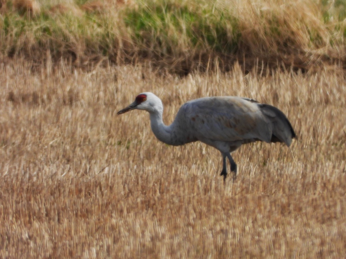 Sandhill Crane (canadensis) - ML617611155