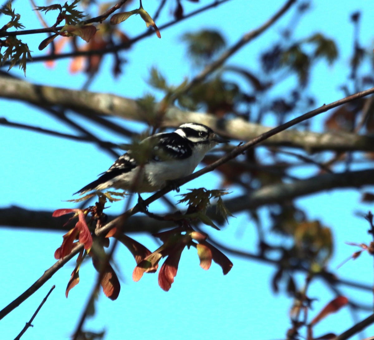 Downy Woodpecker - ML617611167