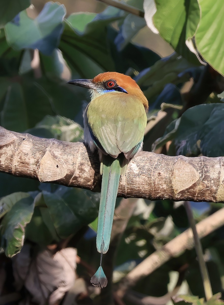 Russet-crowned Motmot - ML617611168