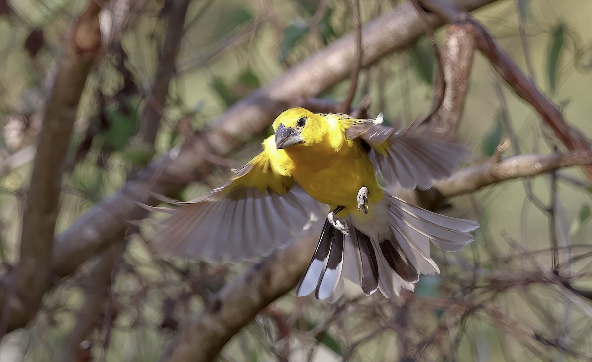Yellow Grosbeak - ML617611180