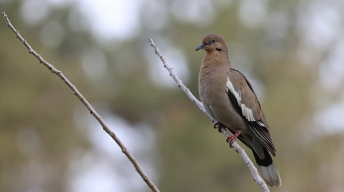 White-winged Dove - ML617611189