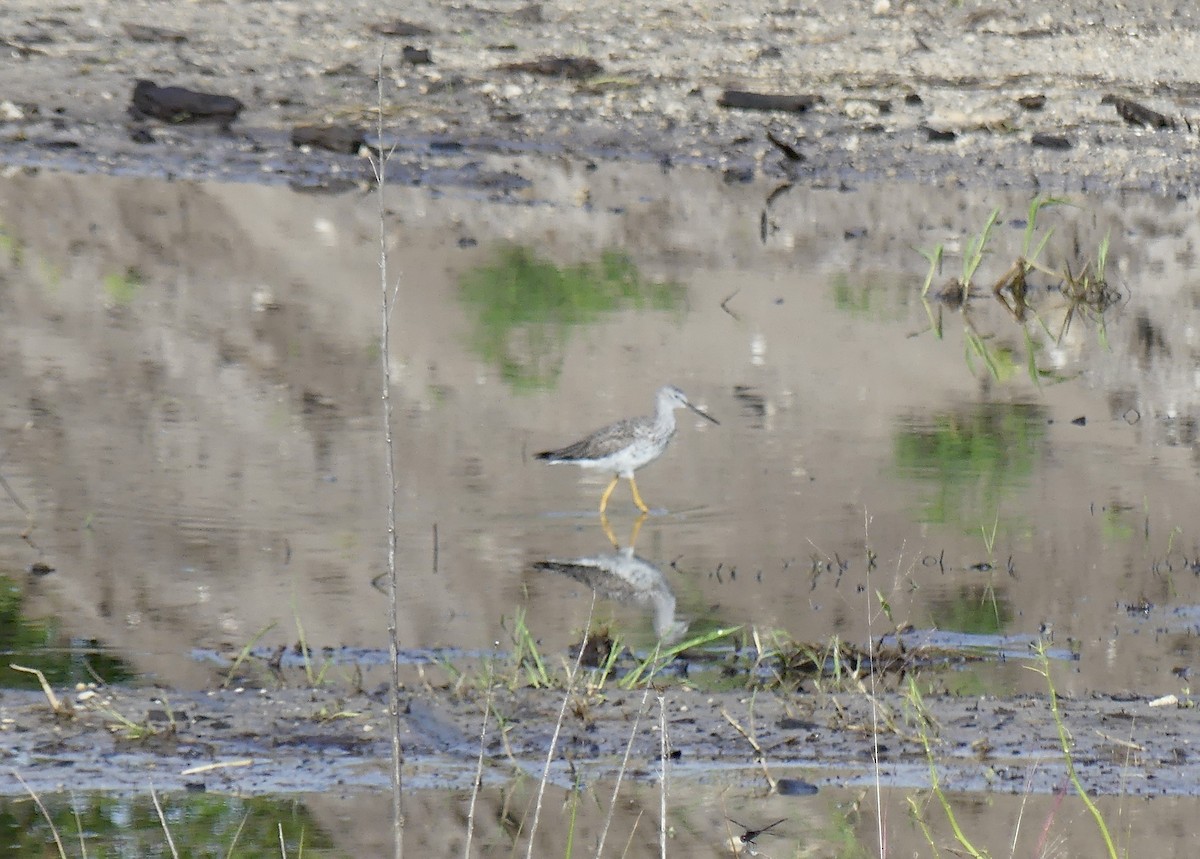 Greater Yellowlegs - ML617611216