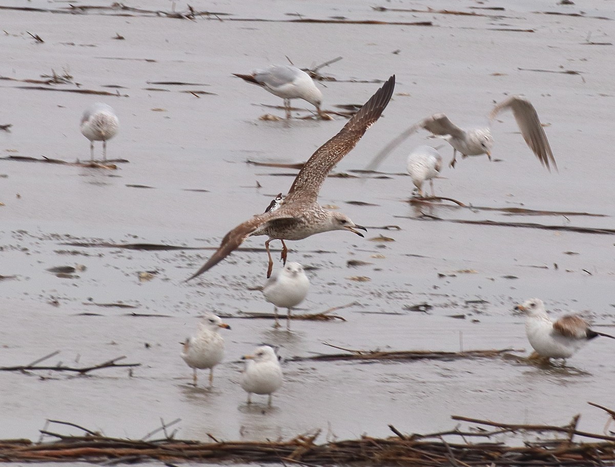 Lesser Black-backed Gull - ML617611217