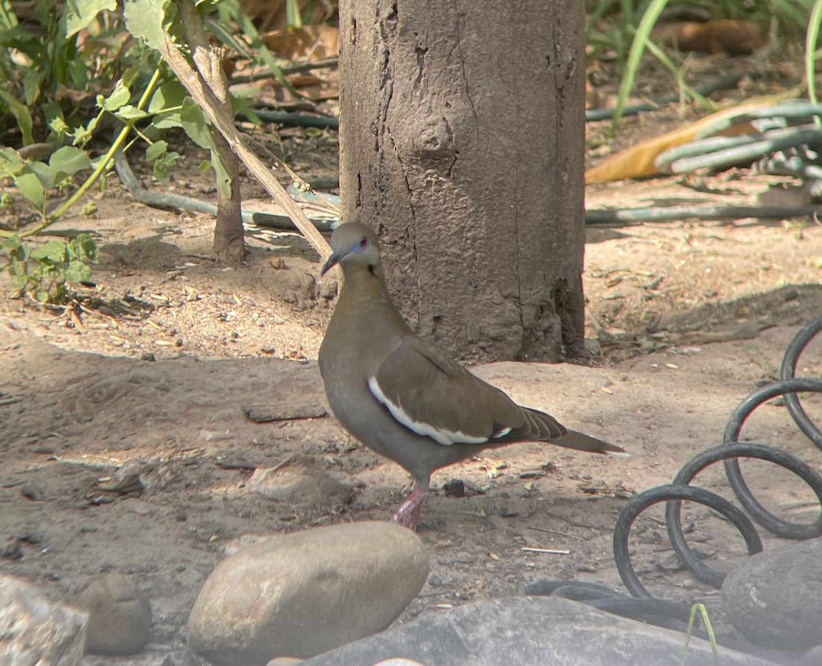 White-winged Dove - ML617611303