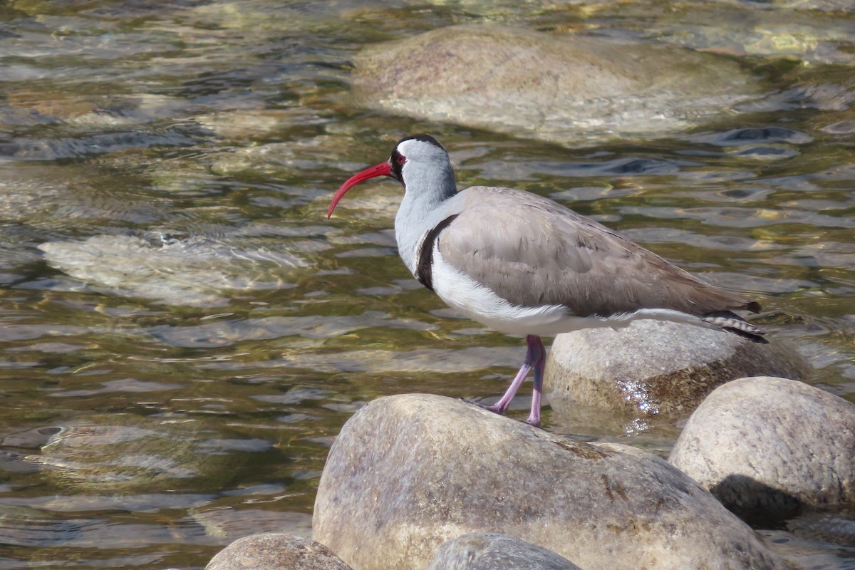 Ibisbill - Jane Stavert