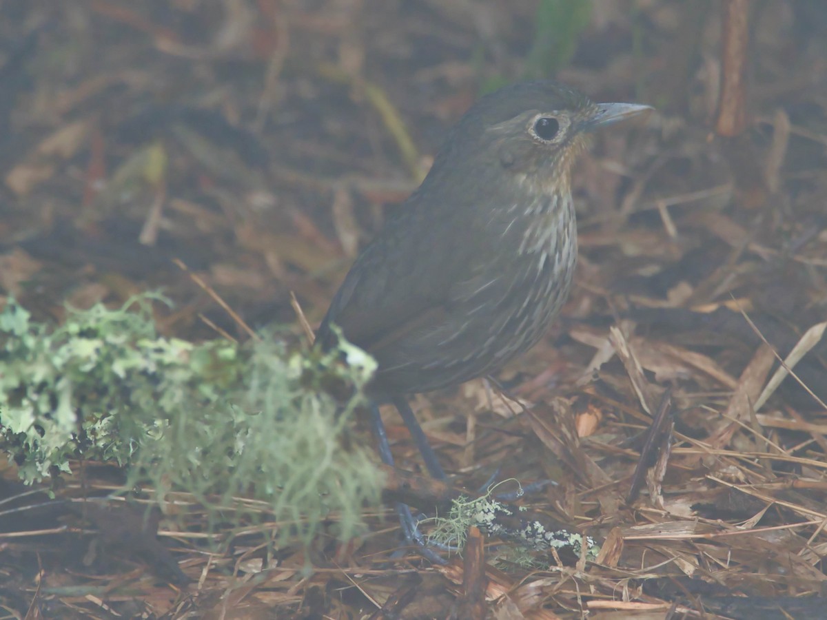 Santa Marta Antpitta - ML617611341