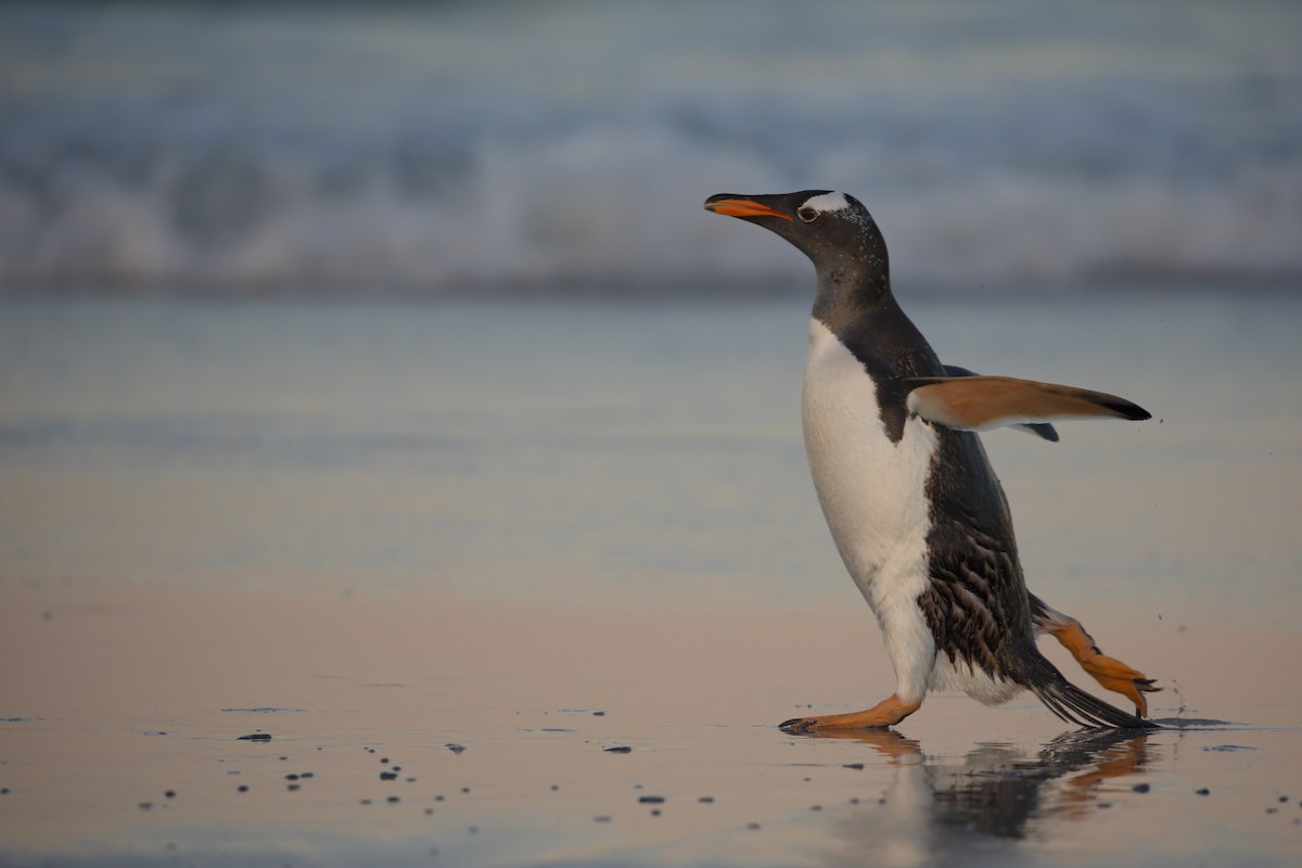 Gentoo Penguin - ML617611343