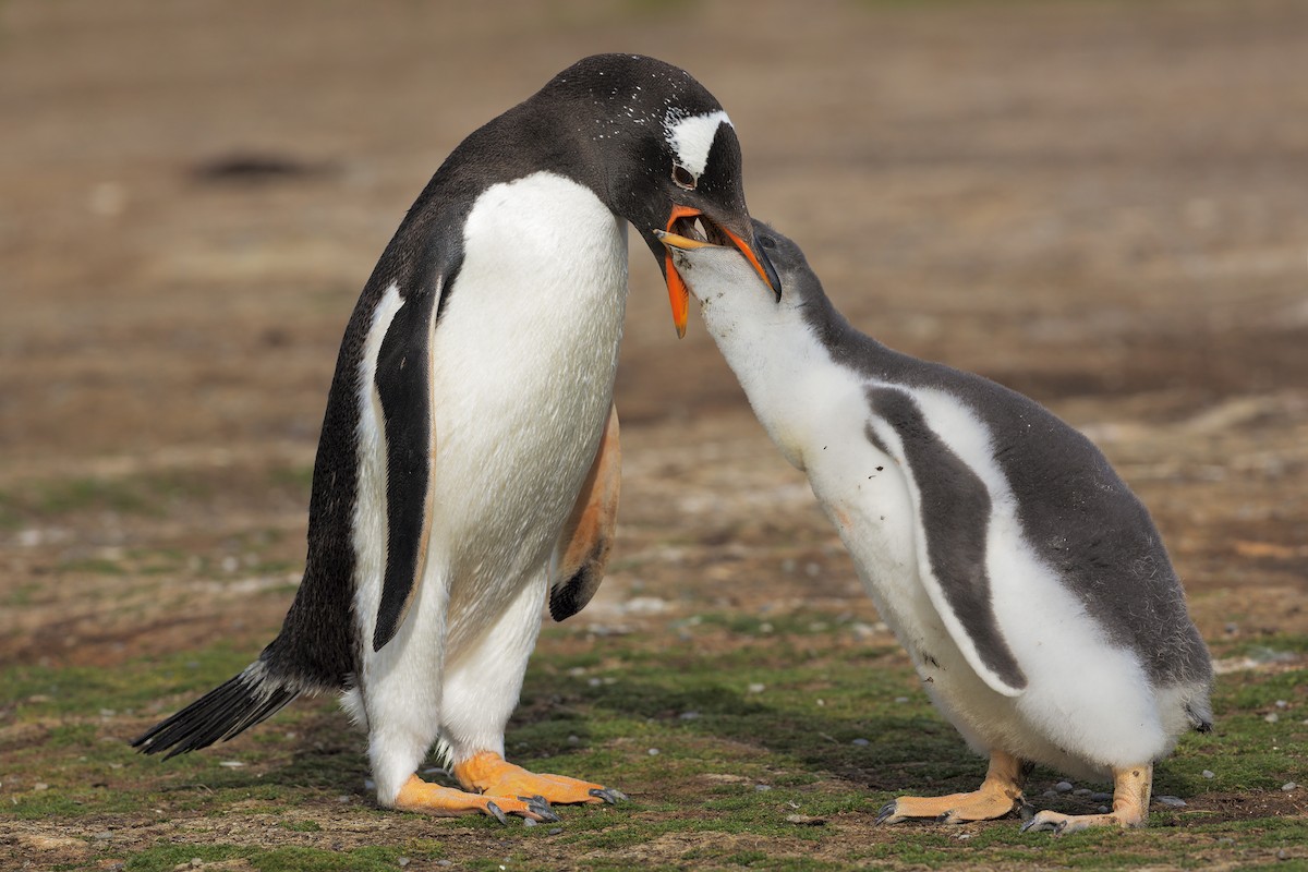 Gentoo Penguin - ML617611344