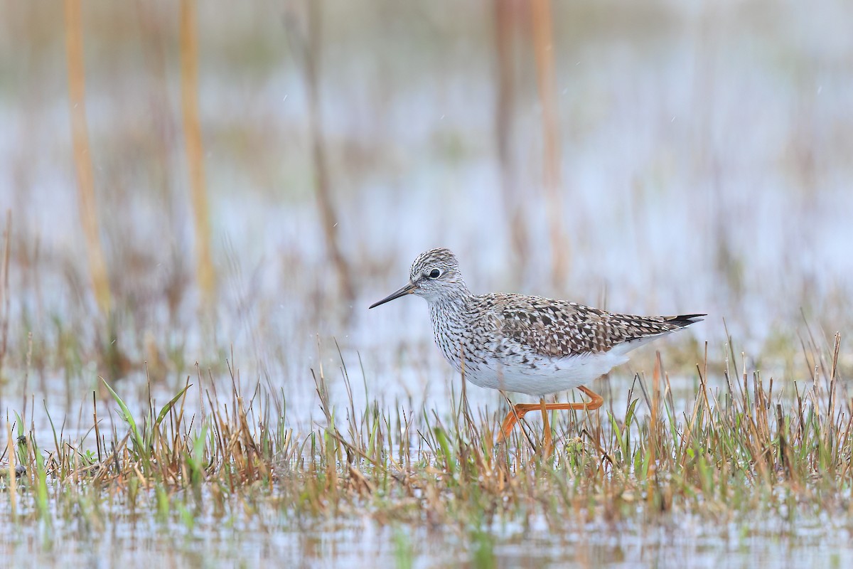 Lesser Yellowlegs - Brian Stahls