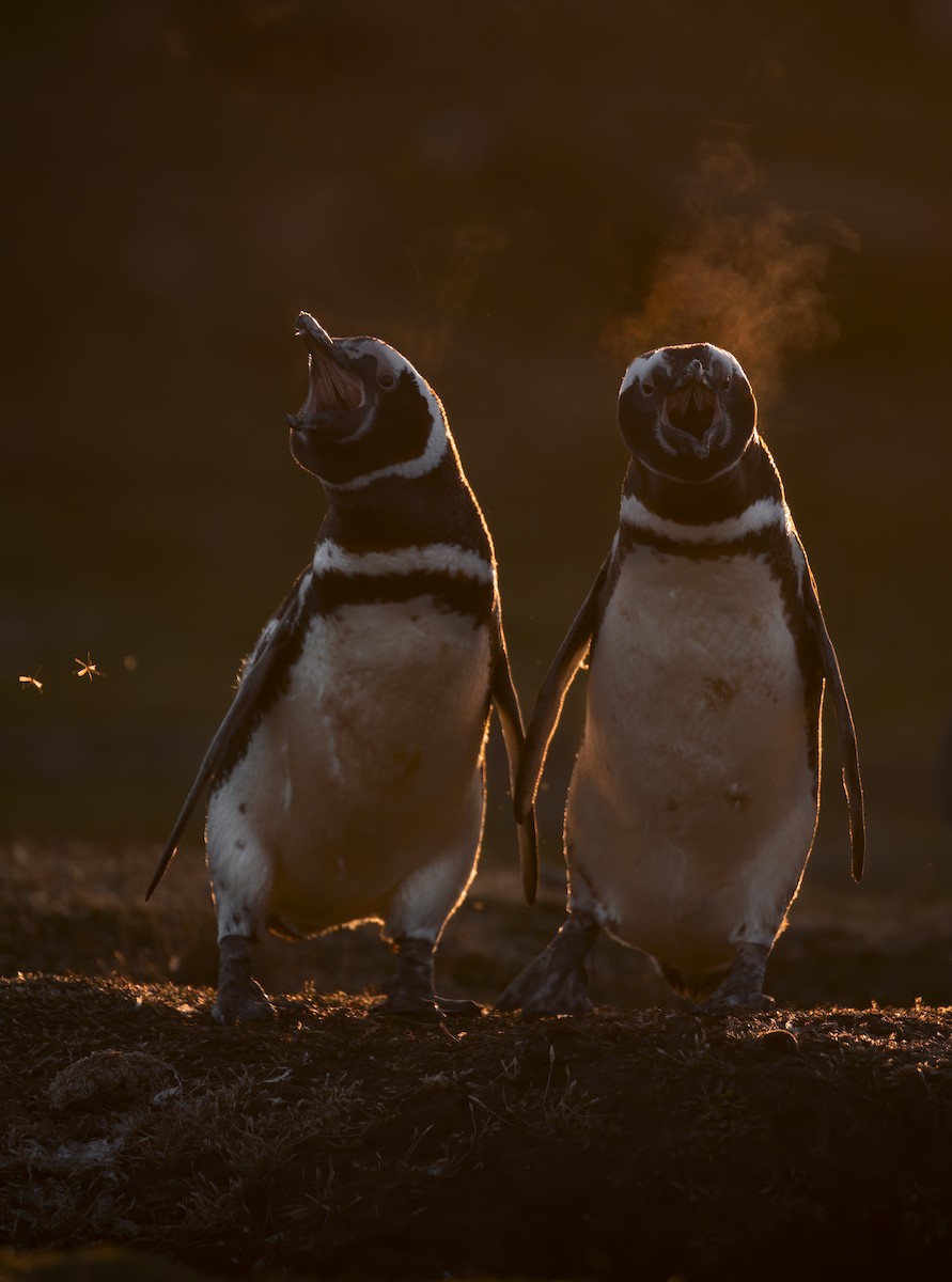 Magellanic Penguin - ML617611365