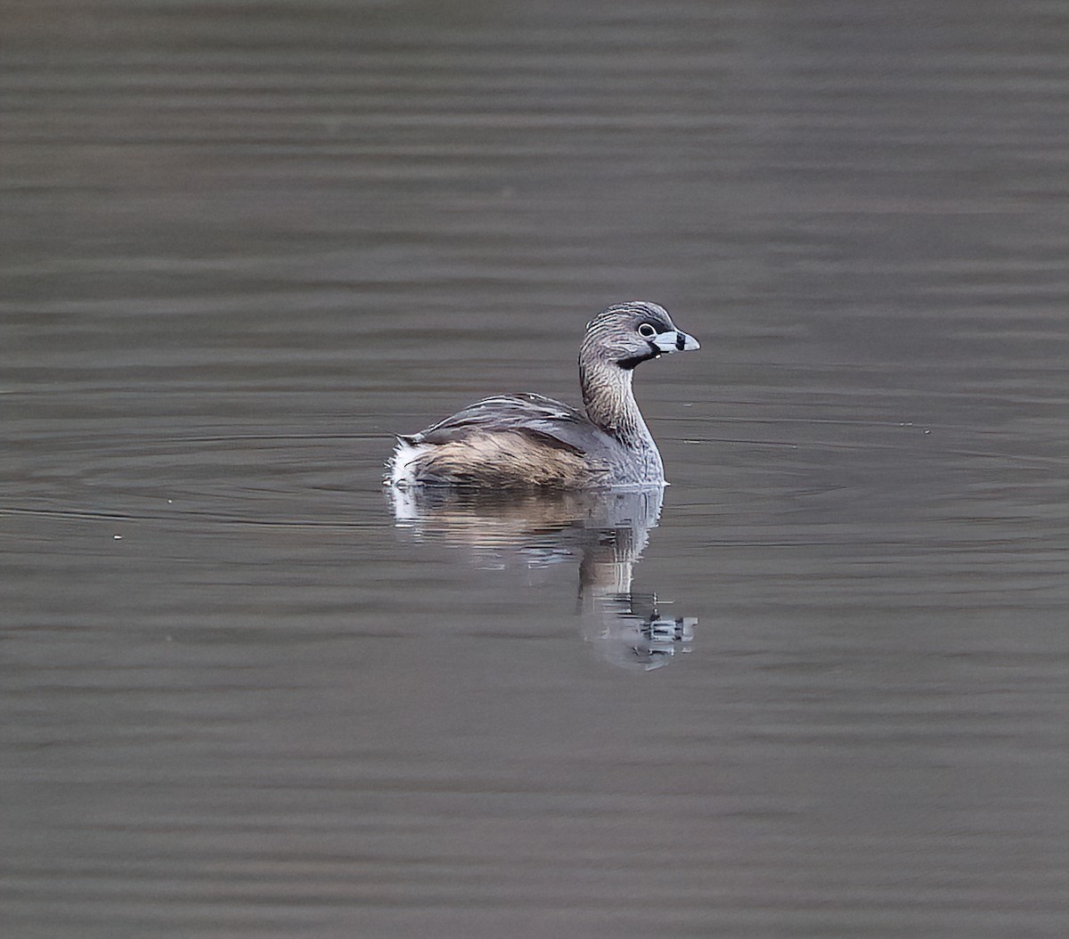 Pied-billed Grebe - ML617611368