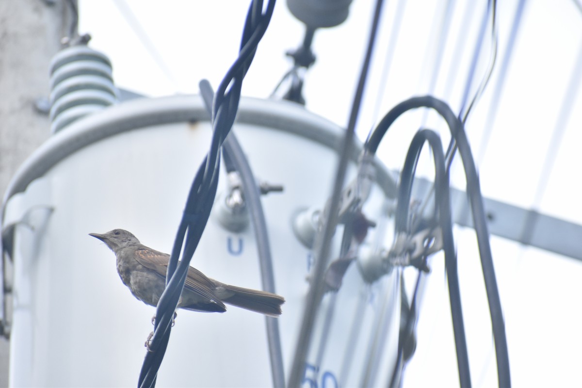 Pale-breasted Thrush - ML617611370