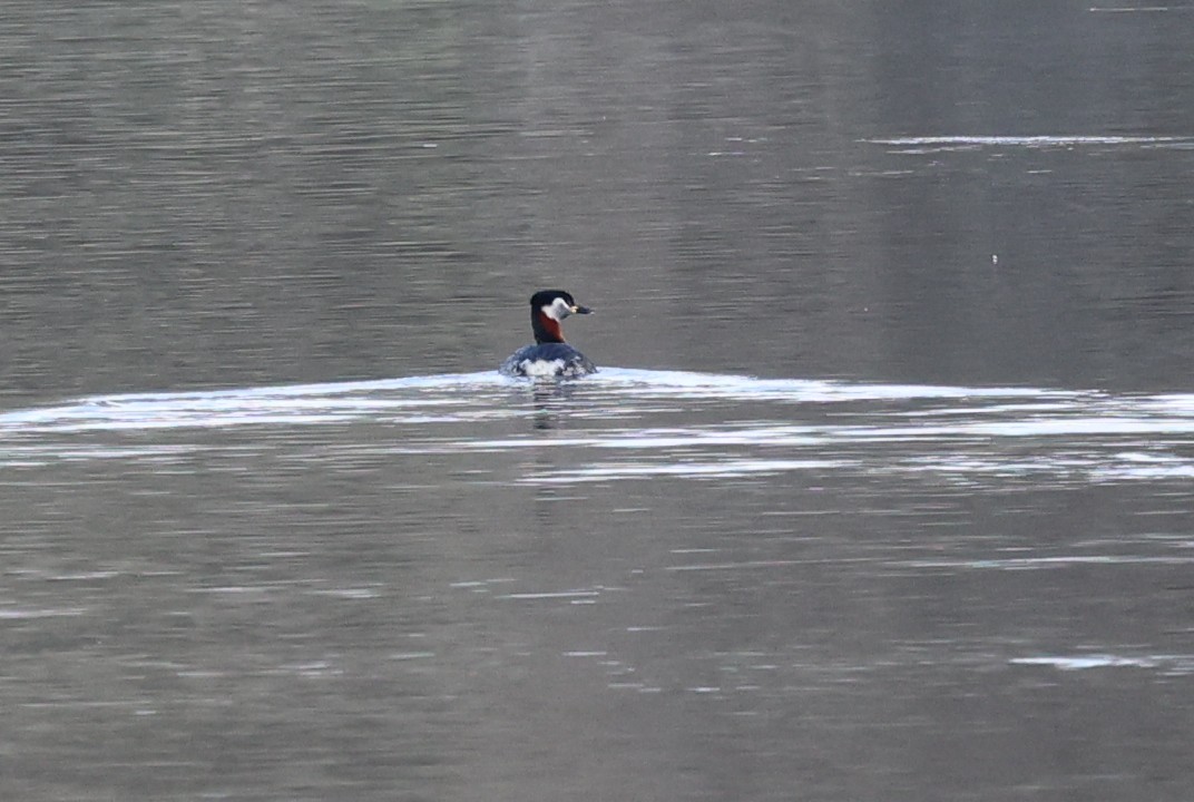 Red-necked Grebe - ML617611386