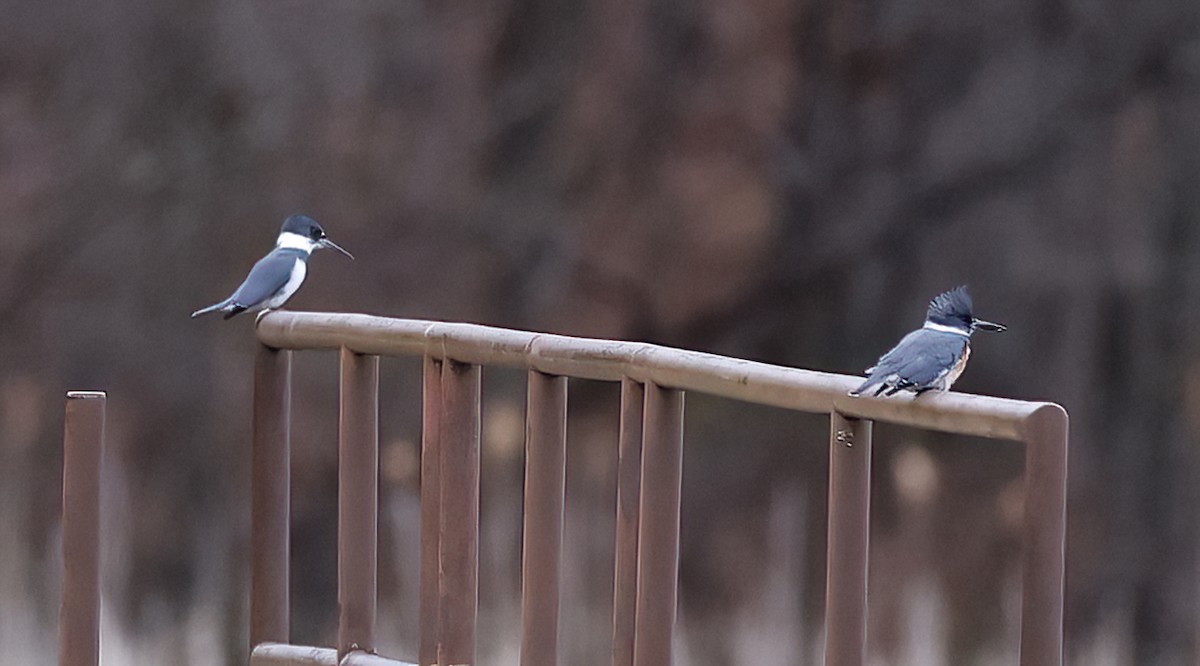 Belted Kingfisher - ML617611388