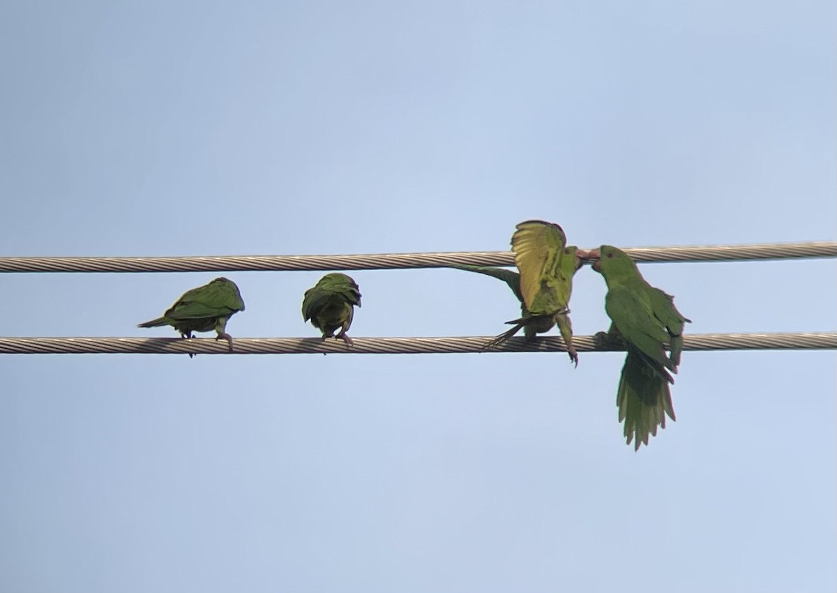 Meksika Yeşil Papağanı - ML617611389