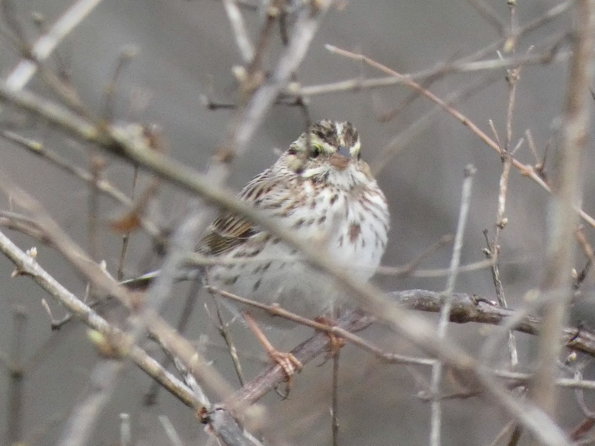 Savannah Sparrow - Larry Morin