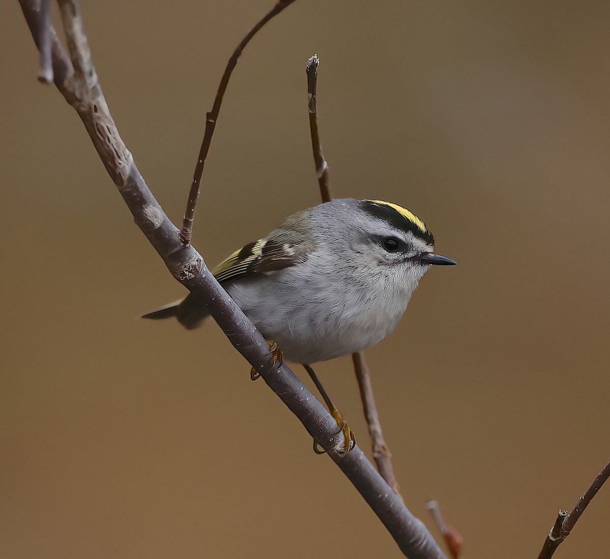 Golden-crowned Kinglet - ML617611398