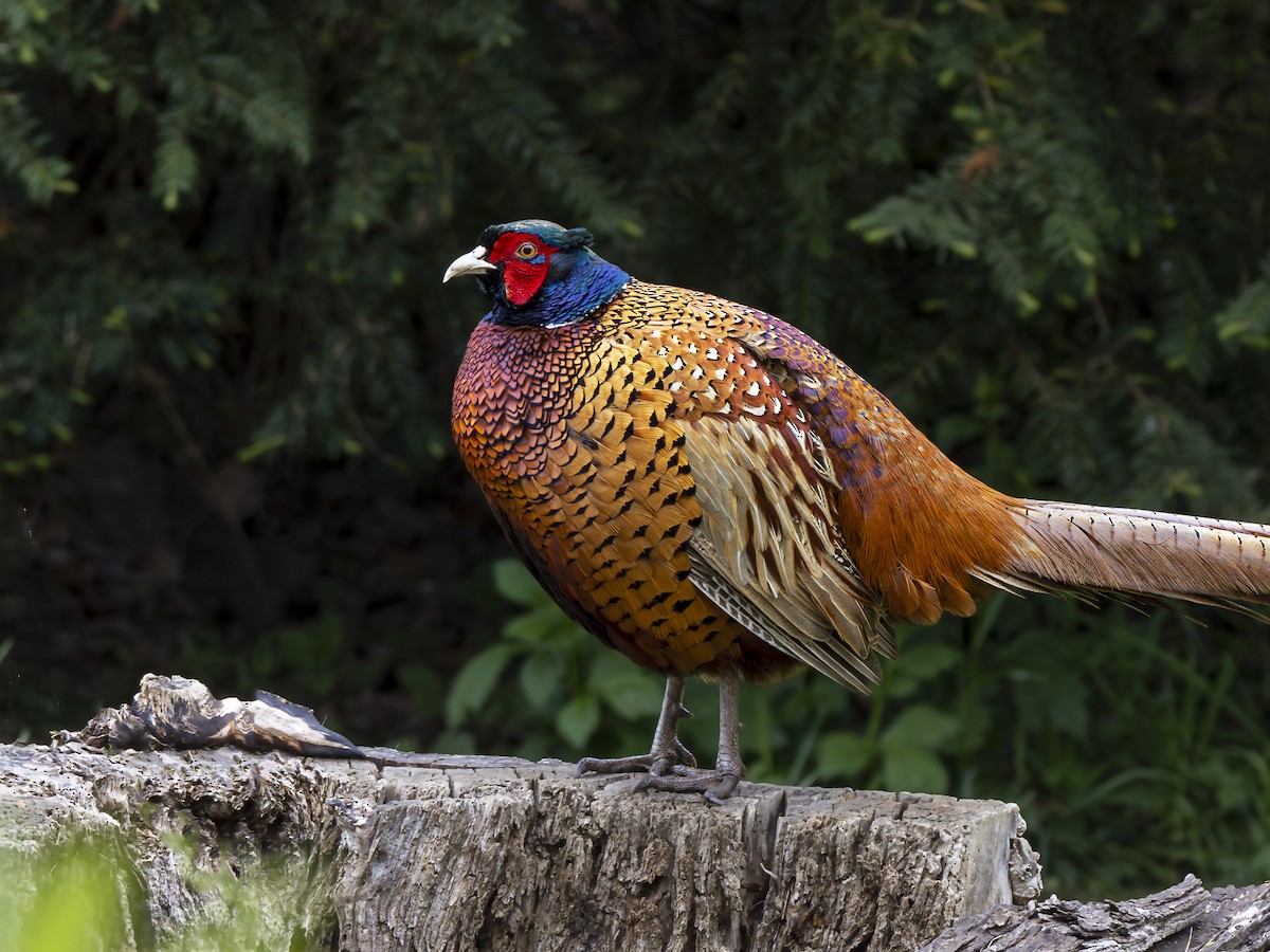 Ring-necked Pheasant - ML617611459