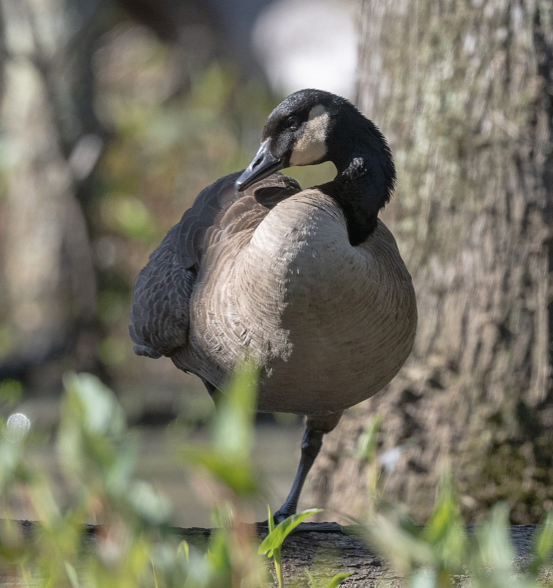 Canada Goose - ML617611490