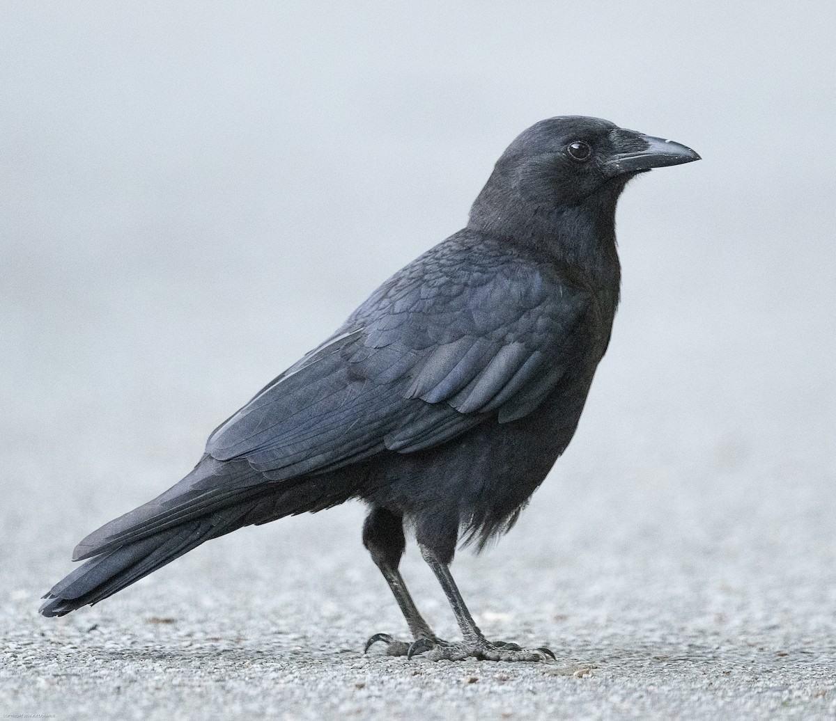 Fish Crow - ML617611536