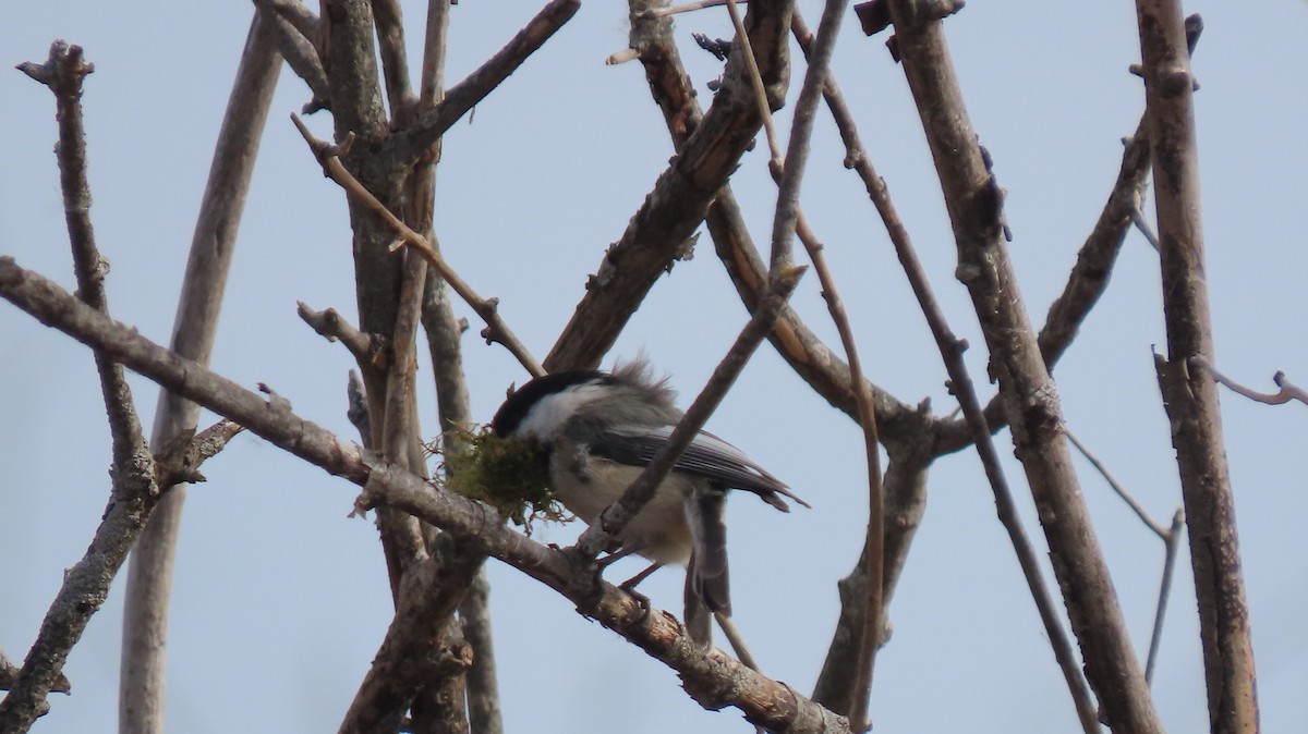 Black-capped Chickadee - Howard Lorenz