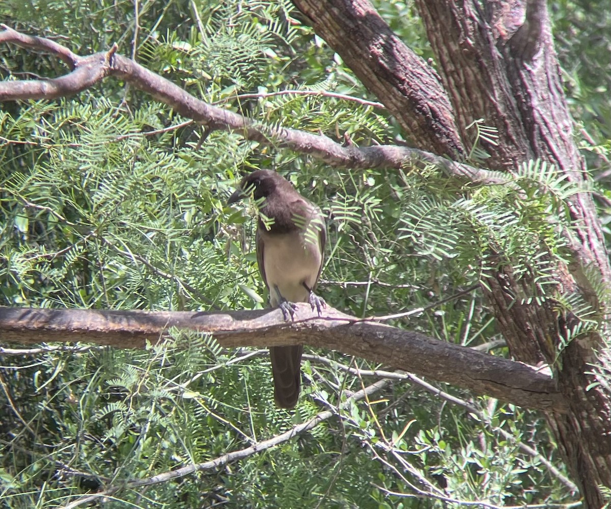 Brown Jay - ML617611570