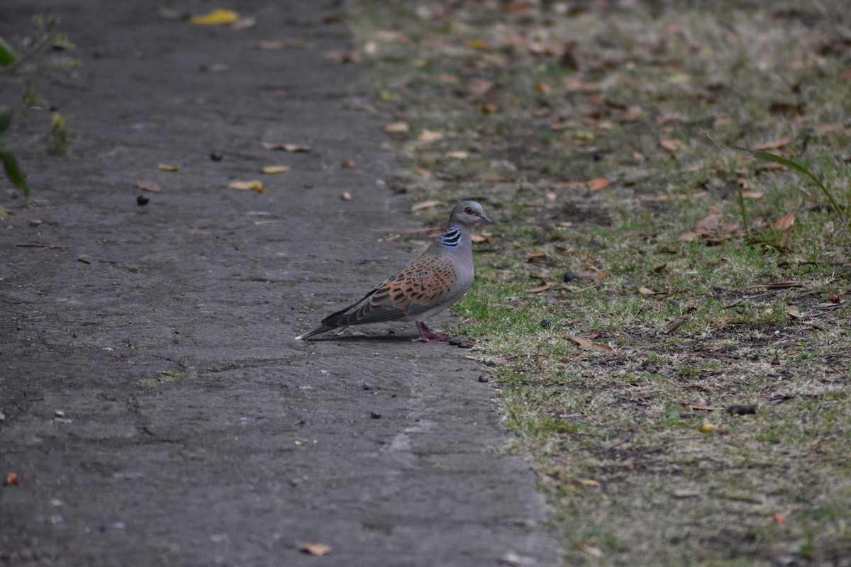 European Turtle-Dove - ML617611591