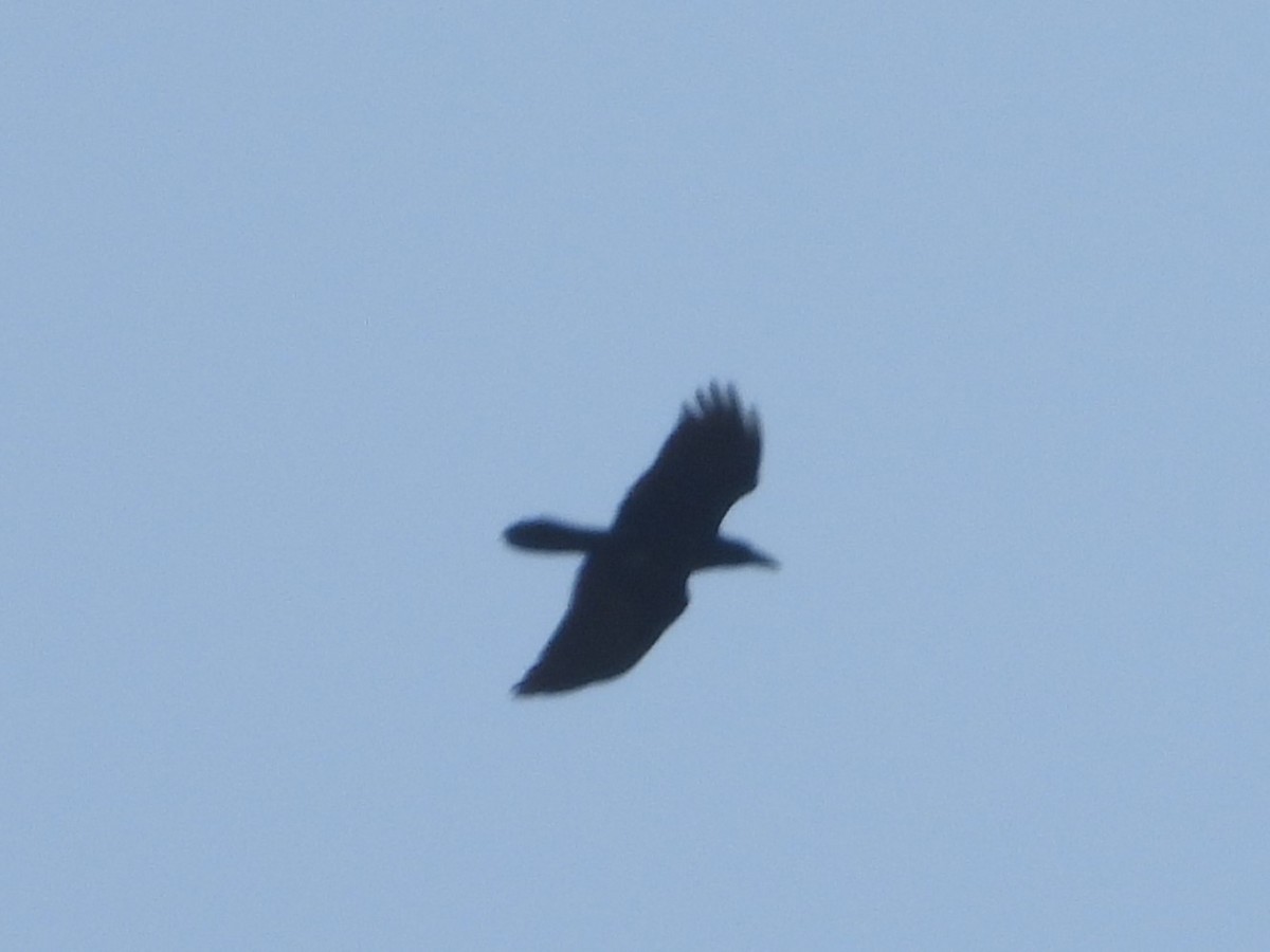 Common Raven - Nick Komar