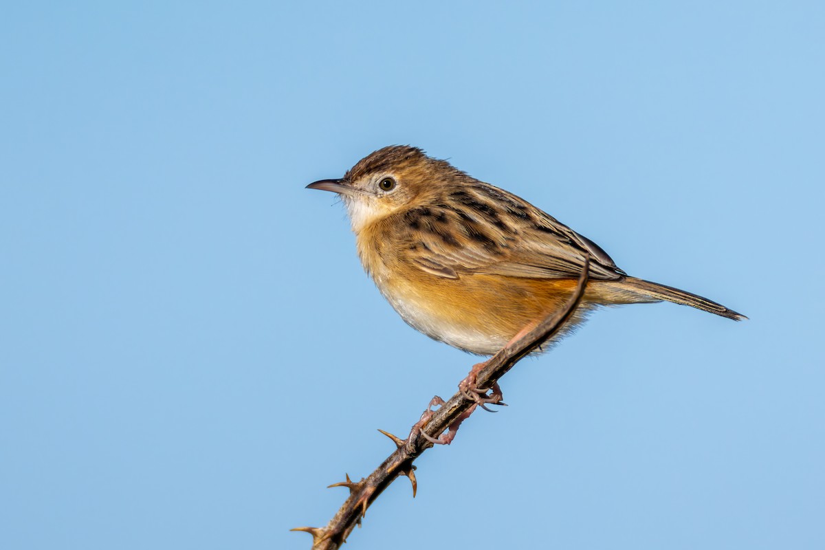 Zitting Cisticola - ML617611610