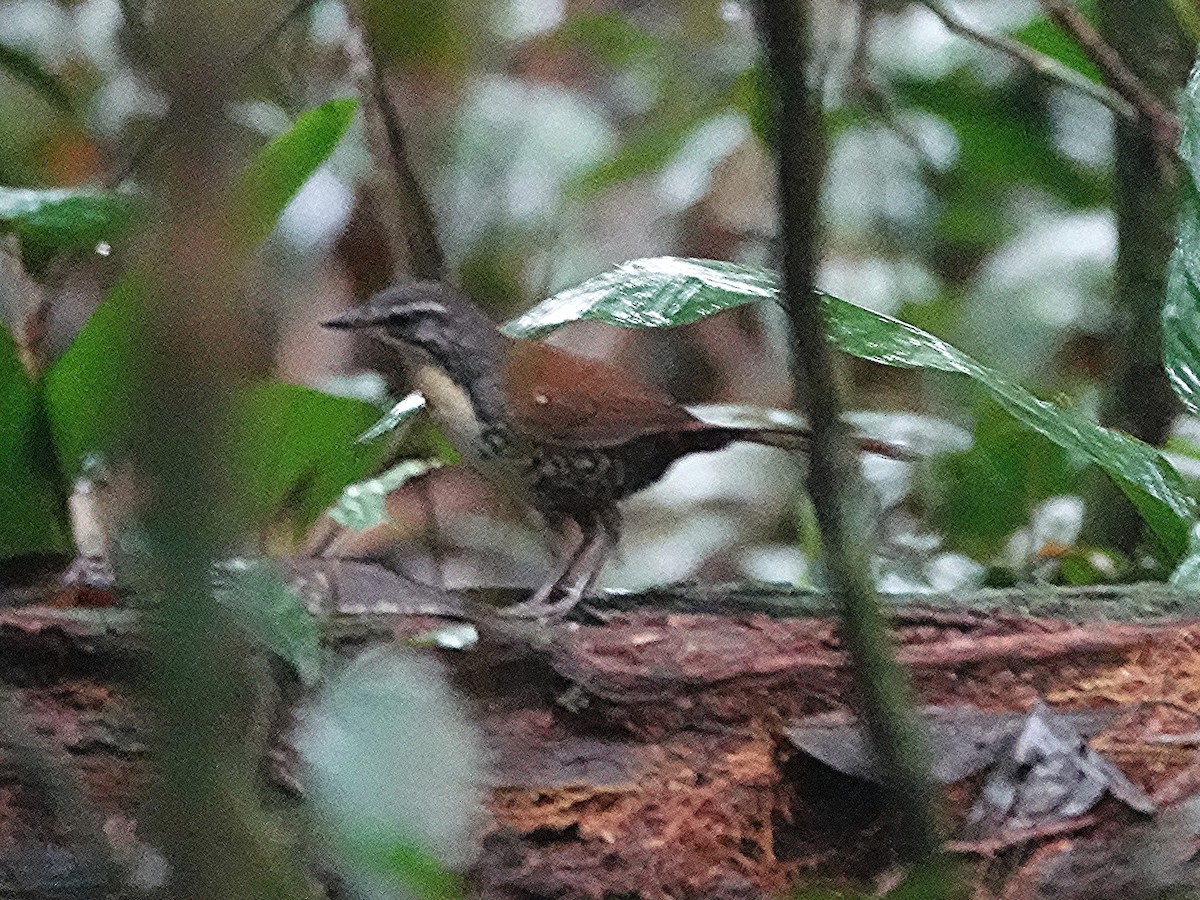 Tapaculo Amazónico - ML617611619