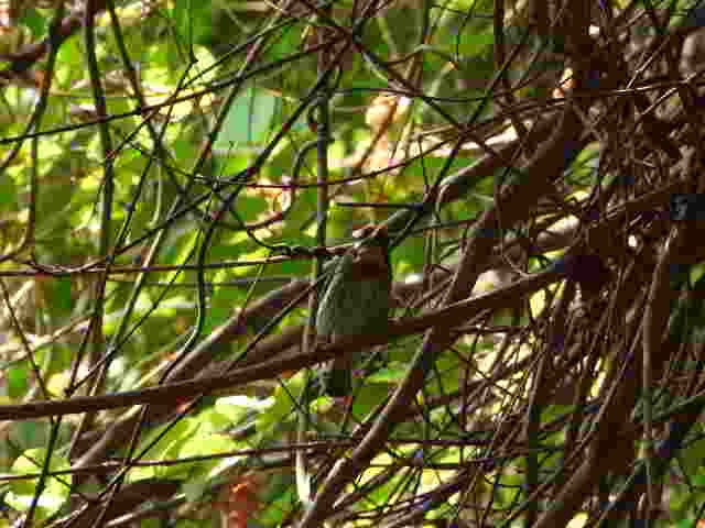 Coppersmith Barbet - ML617611620