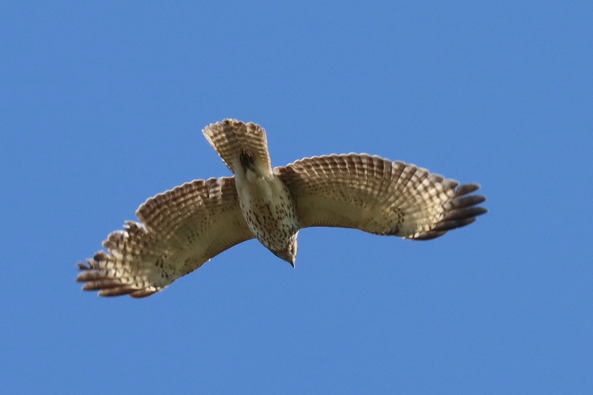 Red-shouldered Hawk - ML617611628
