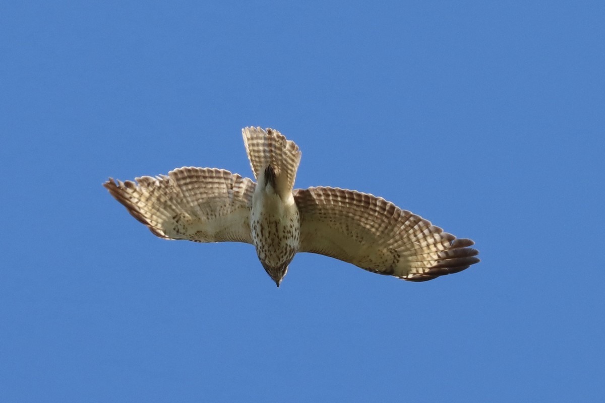 Red-shouldered Hawk - ML617611629