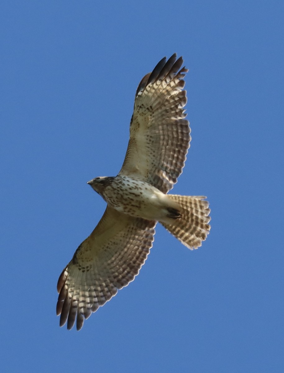 Red-shouldered Hawk - ML617611630