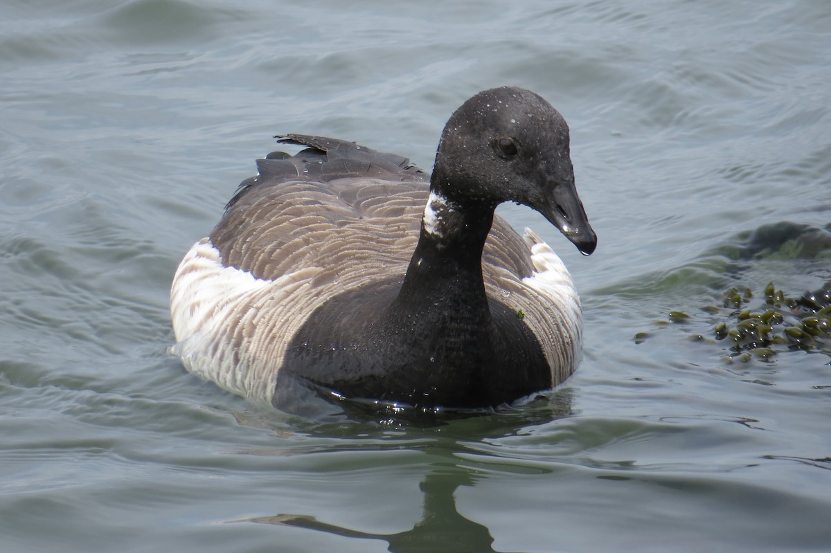 Brant - ML617611632