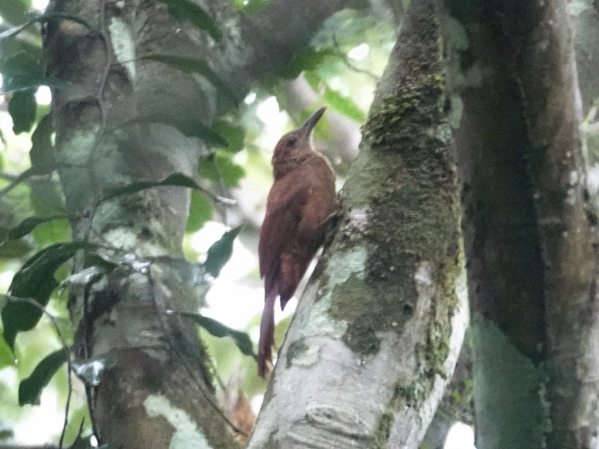 Hoffmanns's Woodcreeper - ML617611638